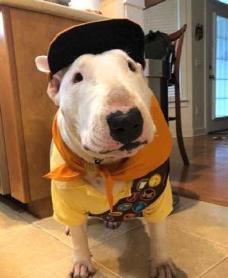 狗狗打扮成电影《飞屋飞屋》里的拉塞尔。