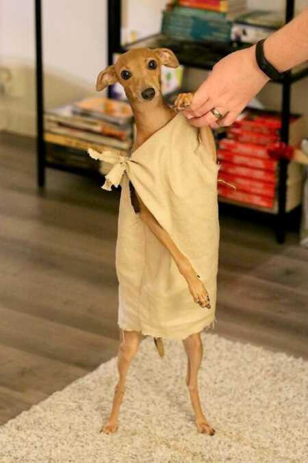 Dog has perfect Dobby costume from Harry Potter. 