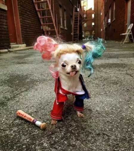 Chihuahua's perfect Halloween costume.
