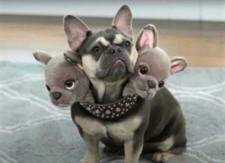 Dog wears awesome two-headed collar for three-headed dog costume.