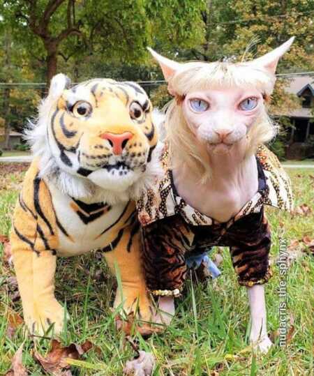 Cat poses with stuffed tiger for the funniest "Tiger King" Halloween costume. 