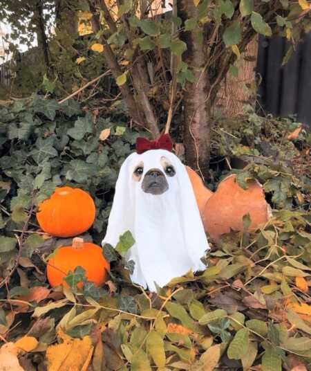 Dog's adorable sheet ghost costume for Halloween. 