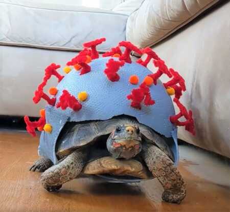 Turtle wears clever covid virus Halloween costume. 
