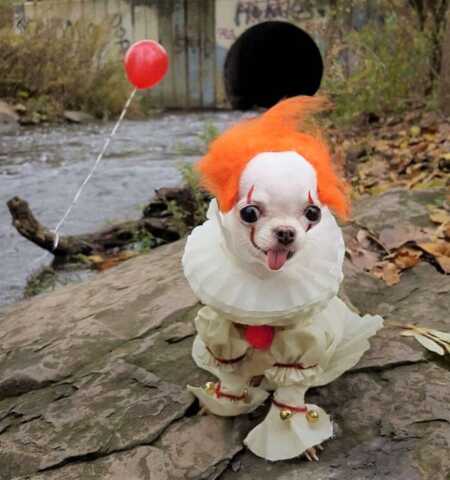 Chihuahua's creepy Pennywise the clown costume.