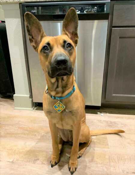 Great Dane makes perfect Scooby Doo for Halloween. 