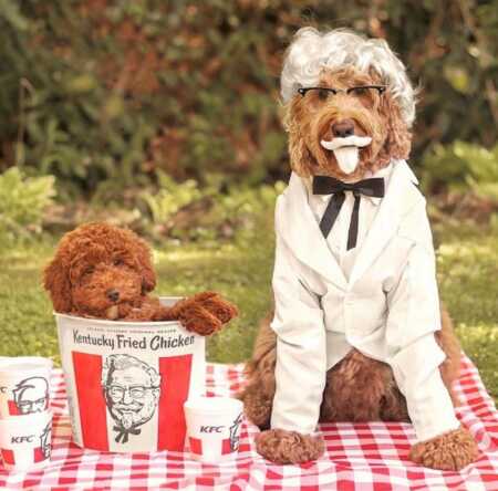 Dog's hilarious Kentucky Fried Chicken costume. 