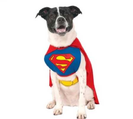 Superman pet costume for Halloween. 