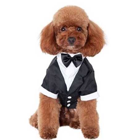 Fancy tuxedo formal attire pet costume for Halloween or weddings. 