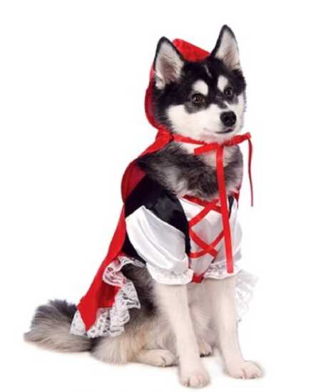 Little Red Riding Hood pet costume with red hood for Halloween. 