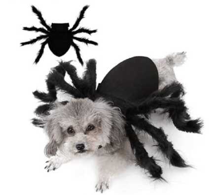 Giant furry spider pet costume for Halloween. 