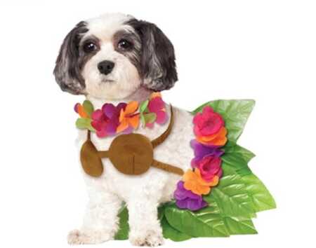 Hula girl pet costume with grass skirt, coconut bra, and lei for Halloween.