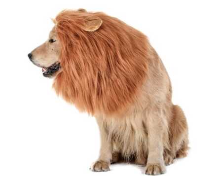 Lion's mane dog costume for Halloween. 