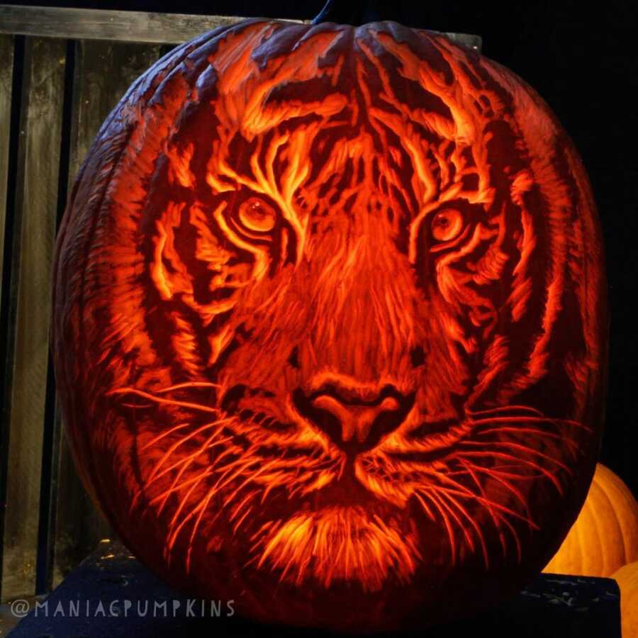 Detailed pumpkin carving of a tiger's face, created by Maniac Pumpkin Carvers. 