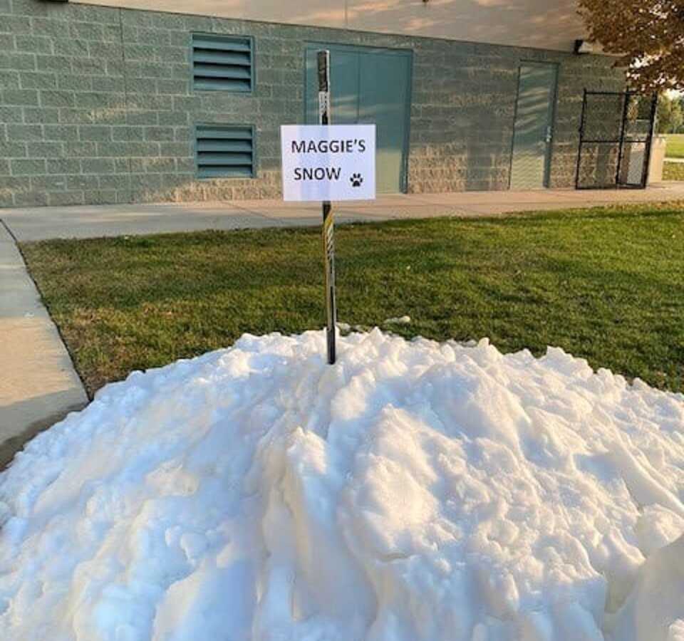 给萨尔茨加伯家留了一堆雪让麦琪去取。