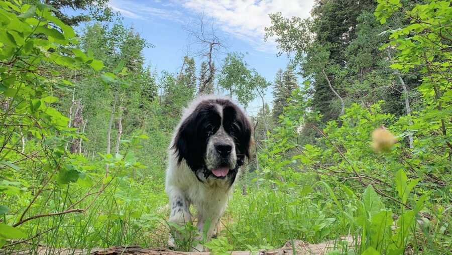 Maggie walks through the lush greenery of a hiking trail. 