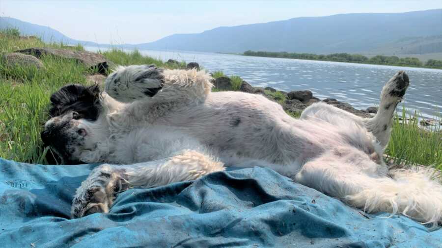 Maggie rolls in the grass on the bank of a lake. 