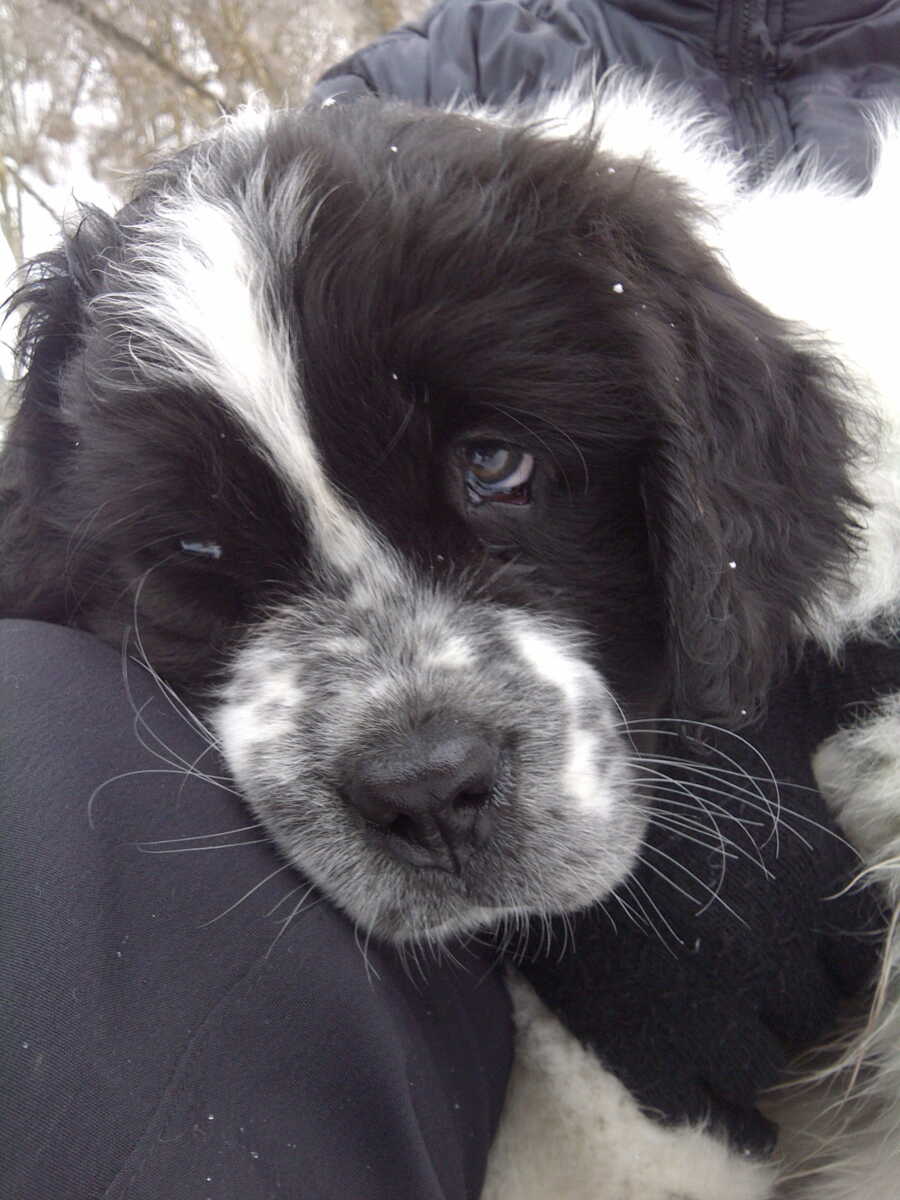 Maggie's adorable puppy eyes. 