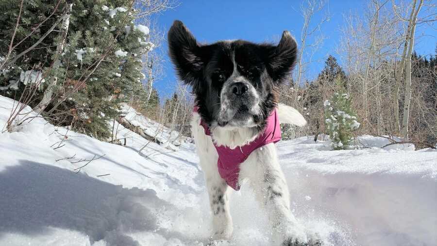 Maggie runs and plays in the snow. 