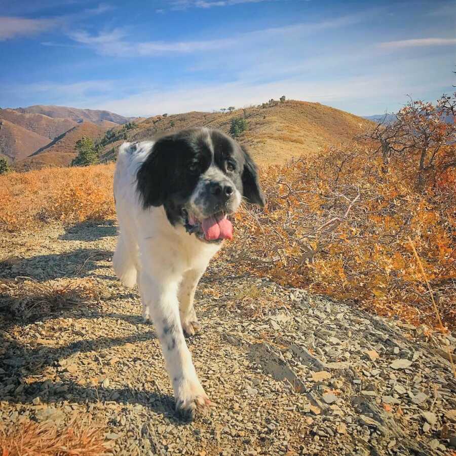 Maggie walks through the hills as autumn approaches. 