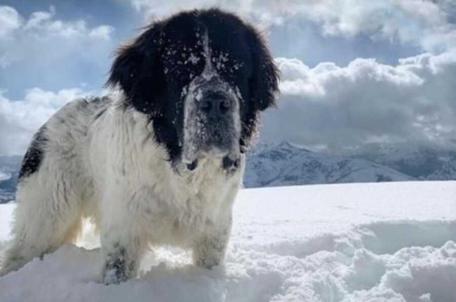 Maggie, a 10-year-old St. Bernard-Newfoundland mix, knee deep in snow.
