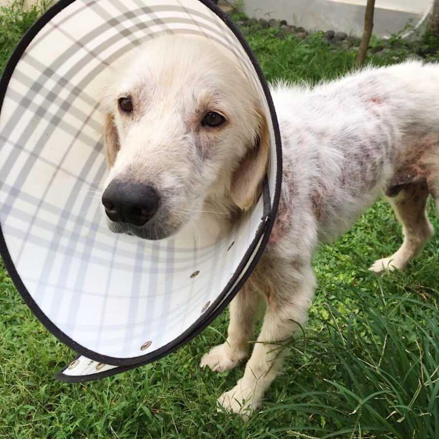 一只被饿死的救援犬的头上戴着巴宝莉蛋筒，以防它舔东西