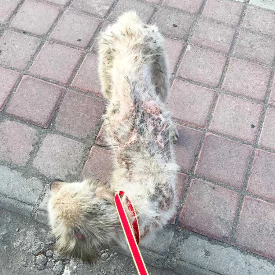 rescue dog with skin condition who was also starves is on a red leash