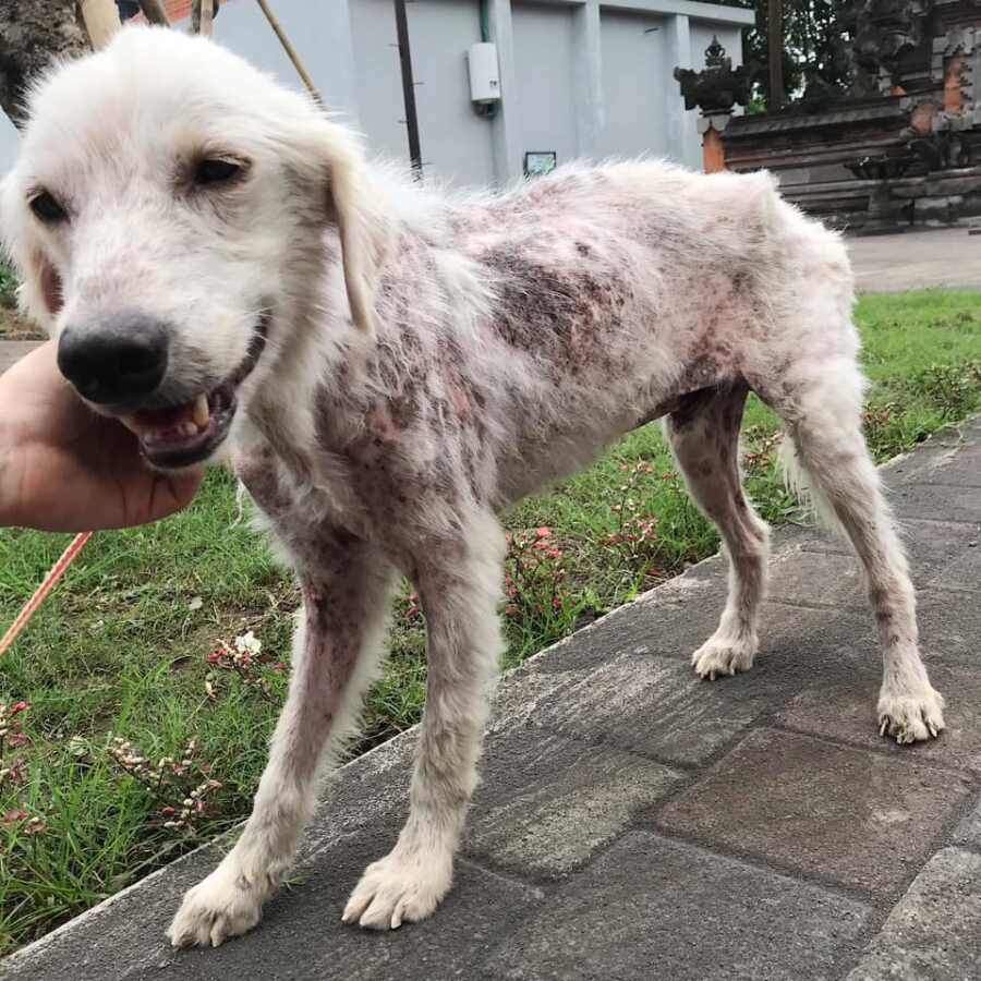 rescue dog who was starved and unwashed that also had skin sores