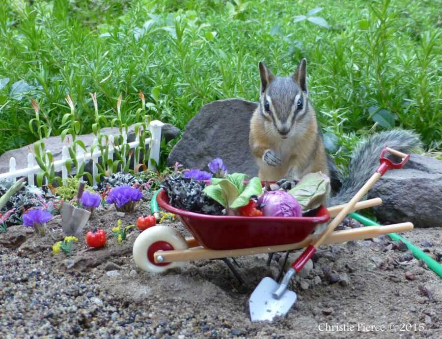 chipmunk doing the gardening