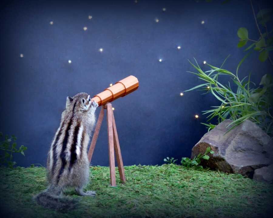 chipmunk trying to look at the stars through a telescope