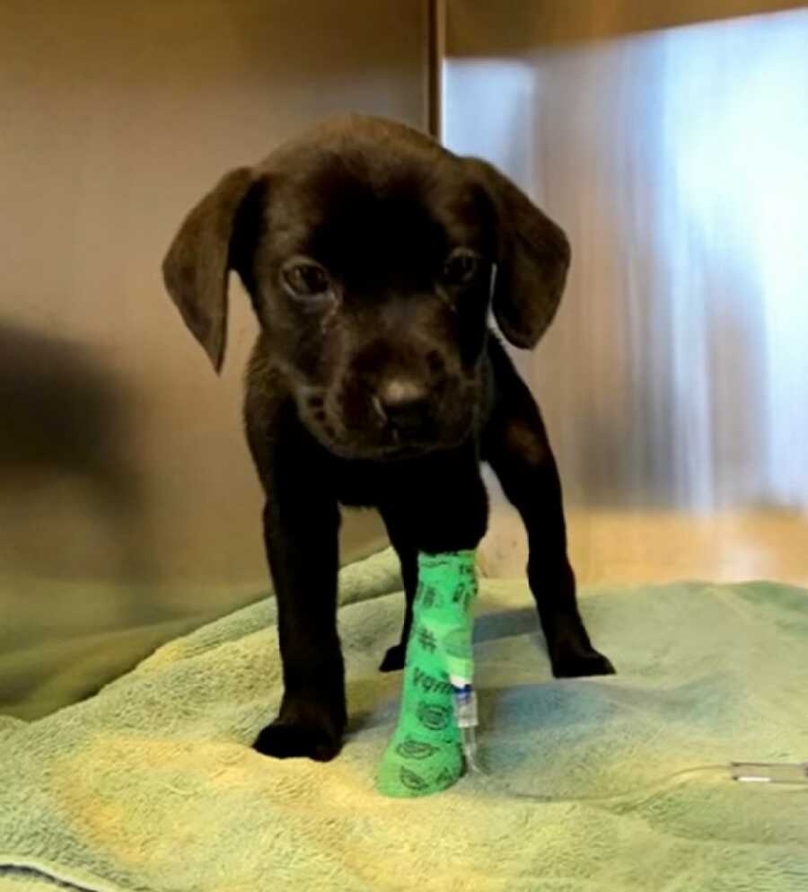 new deaf puppy after surgery with green cast on left leg