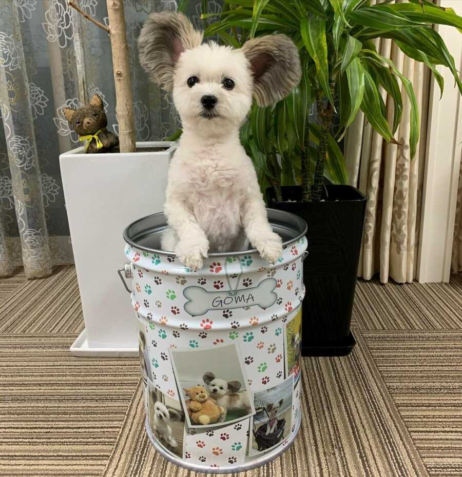 Maltese and Papillion mix with disney ears popping out of a can
