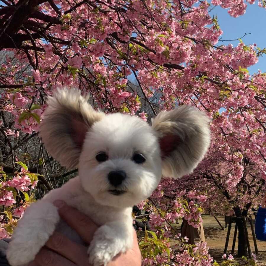 Maltese and Papillion mix with disney ears in front of a cherry blossom tree