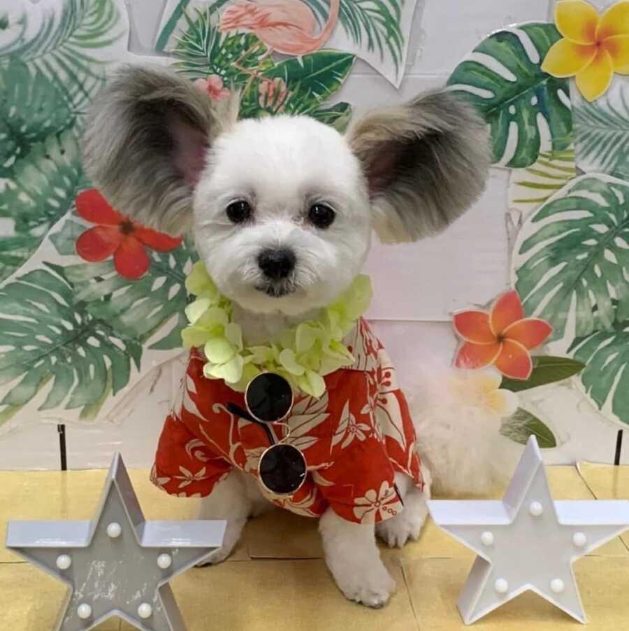 Maltese and Papillion mix with disney ears wearing a hawaiian shirt