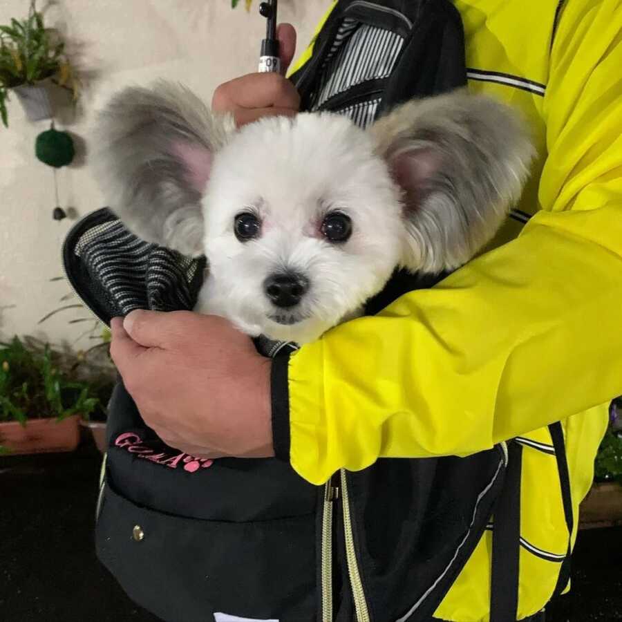 Maltese and Papillion mix with disney ears in a bag looking curiously