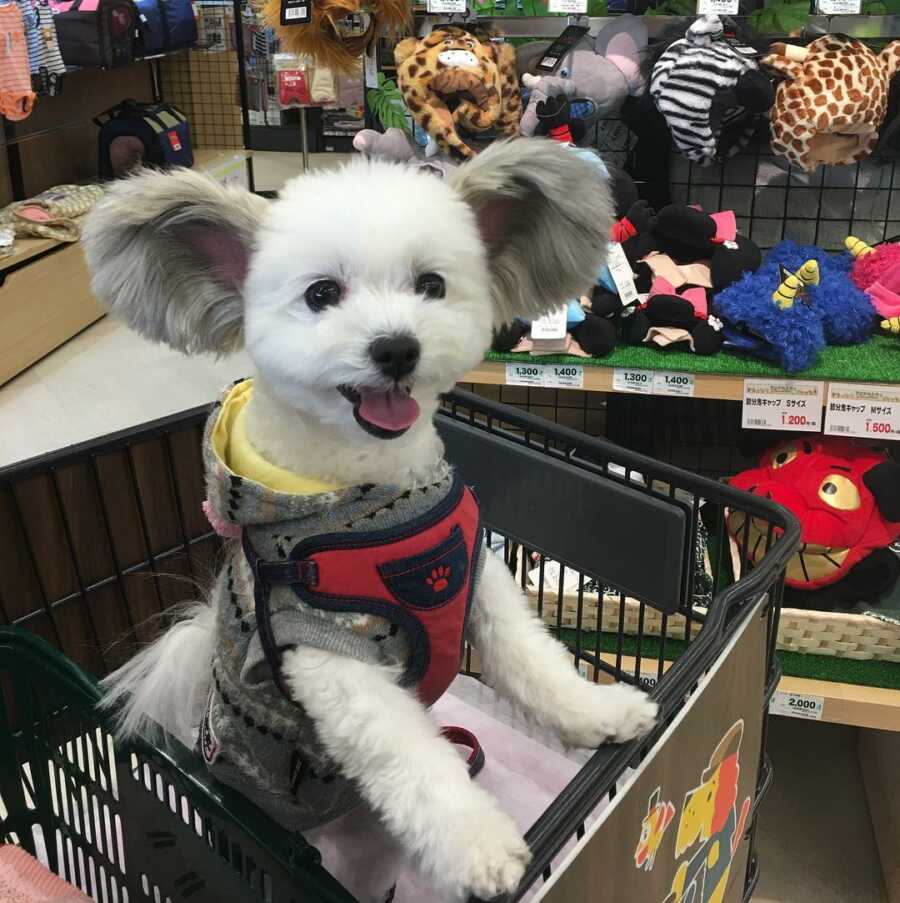 Maltese and Papillion mix with disney ears in a shopping cart looking happy