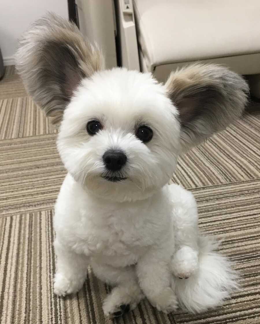 Maltese and Papillion mix with disney ears sitting patiently