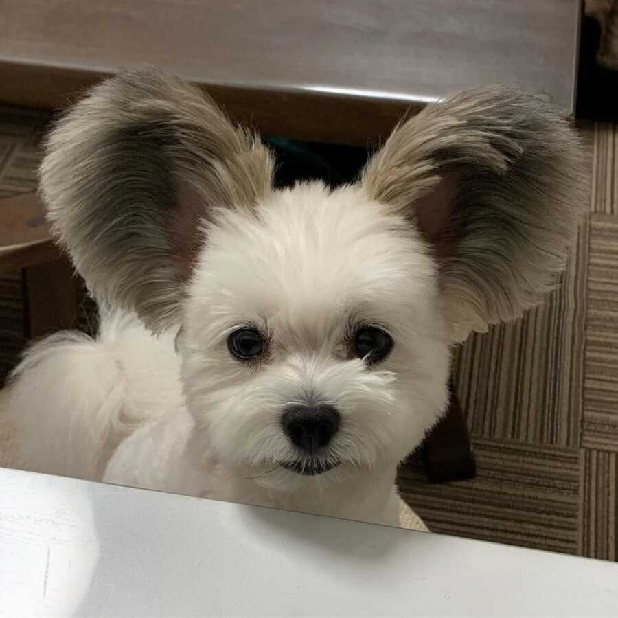 Maltese and Papillion mix with disney ears looking cute