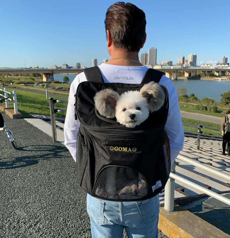 Maltese and Papillion mix with disney ears in a backpack on a walk