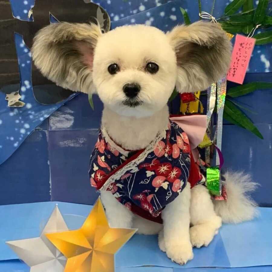Maltese and Papillion mix with disney ears wearing a cute shirt