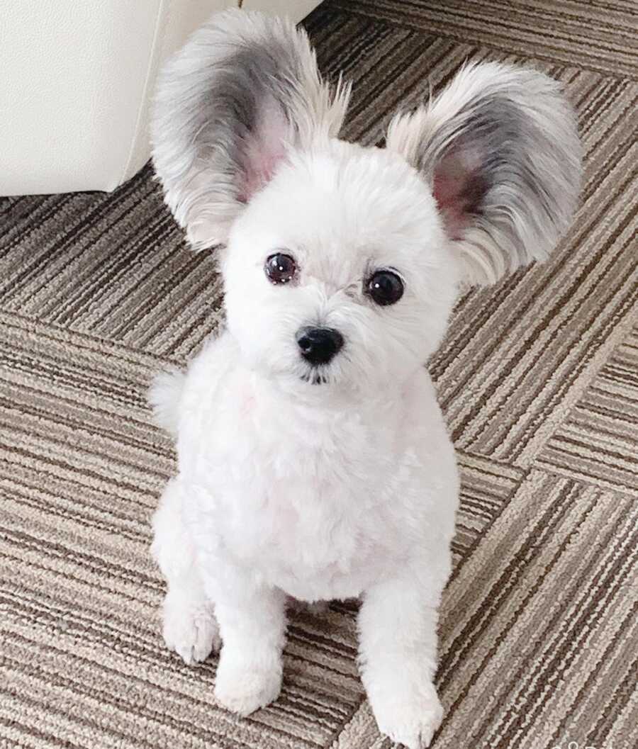 Maltese and Papillion mix with disney ears sitting still