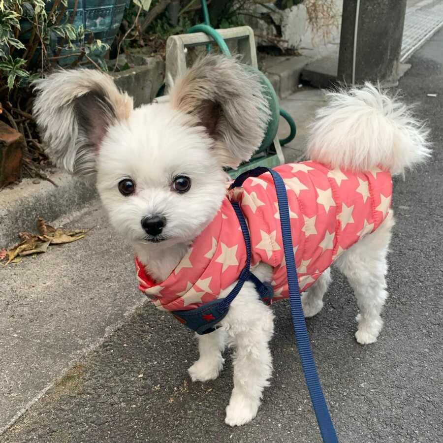 Maltese and Papillion mix with disney ears wearing a sweater