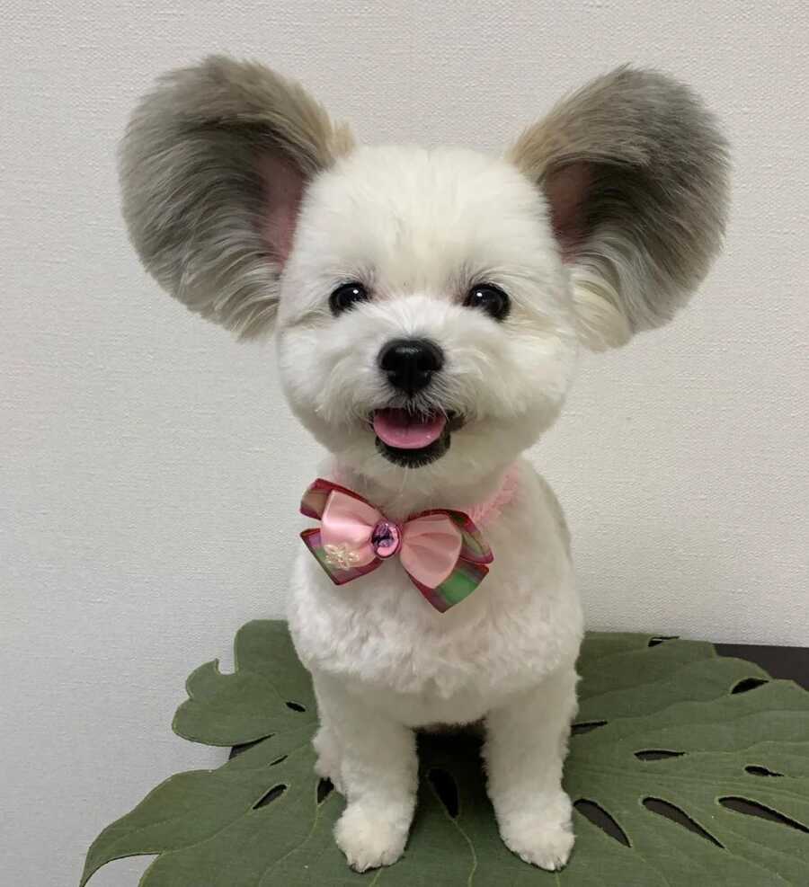 Maltese and Papillion mix with disney ears wearing a bow tie
