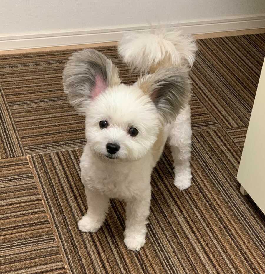 Maltese and Papillion mix with disney ears looking cute on the floor