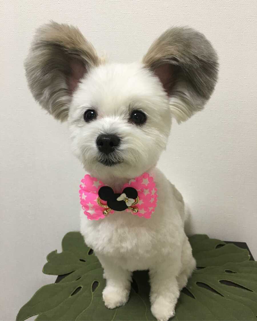 Maltese and Papillion mix with disney ears wearing a bow tie