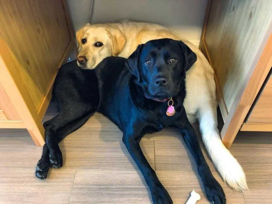 two labs sitting under a desk cuddled up together