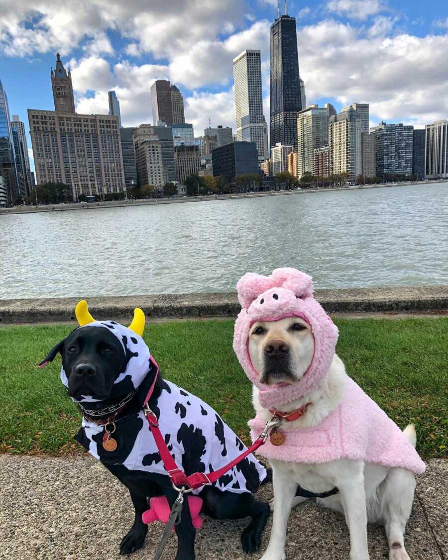 two dogs dressed up as a cow and pig on a walk in front of the chicago skyline