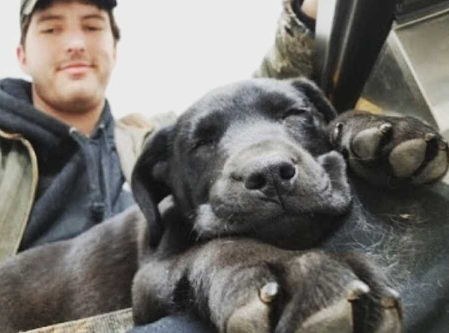 black lab laying in owners lap to take a nap at a table