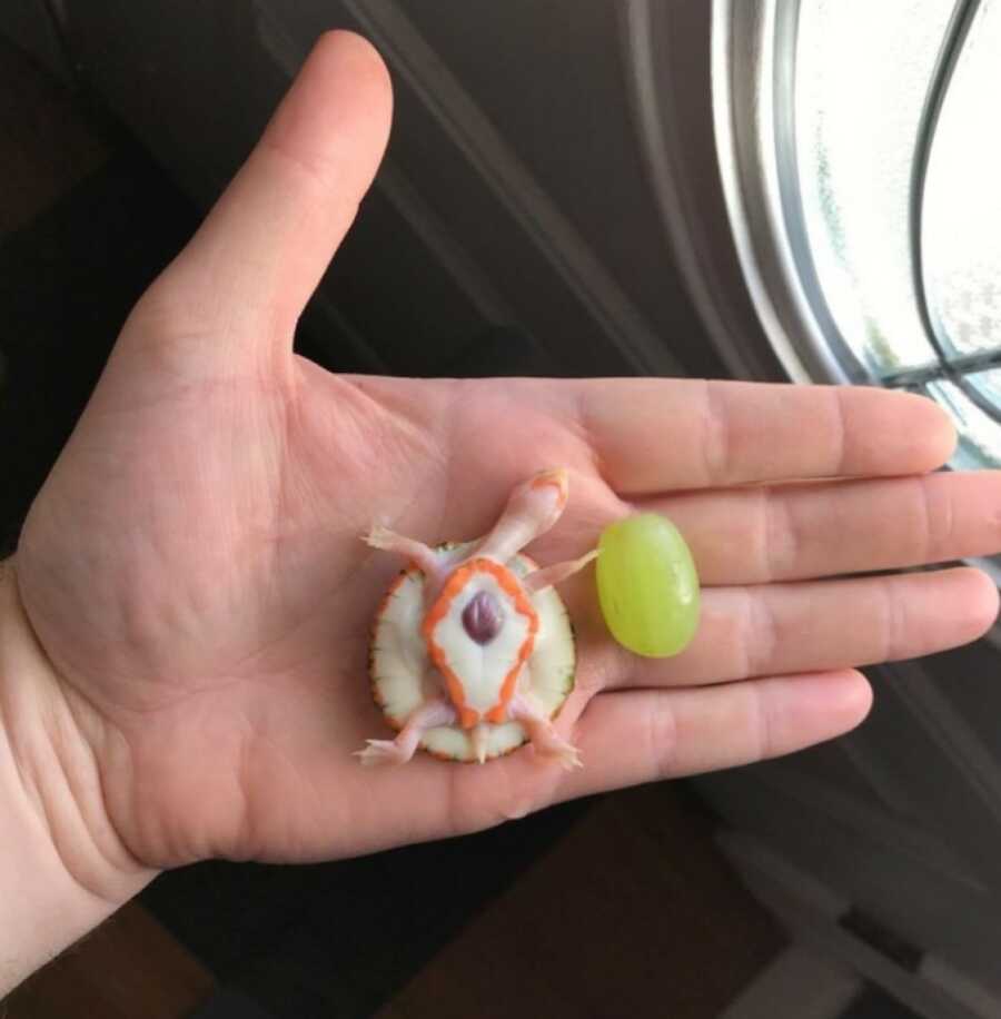 albino turtle being rescued is compared to a grape to show how tiny she is