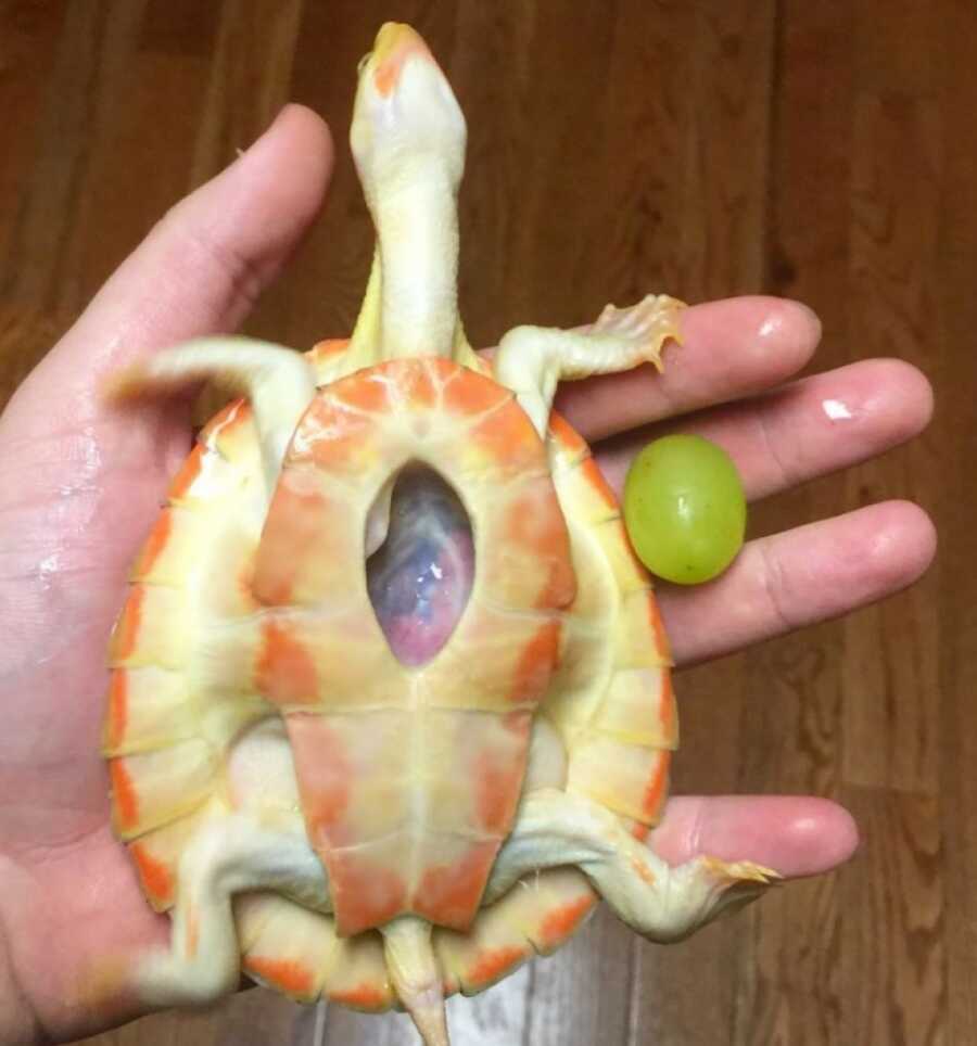 albino turtle is once again compared to a grape to show how much she has grown