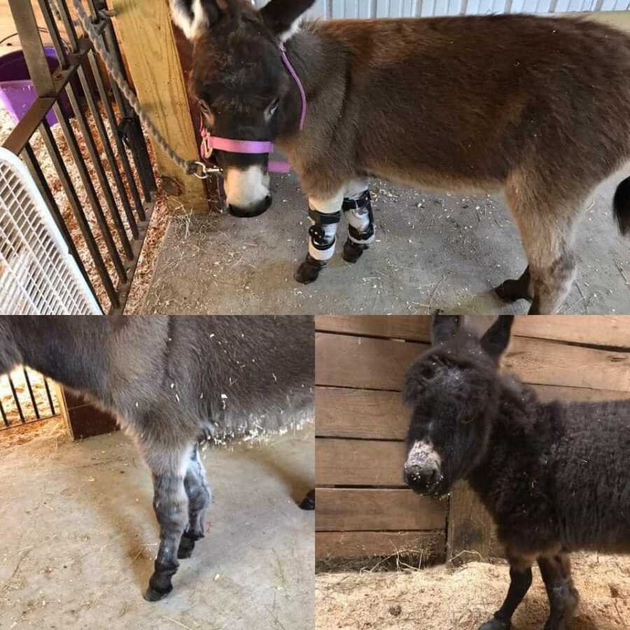 donkeys with support on their legs